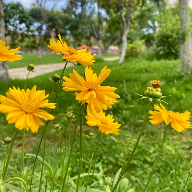 南丫公園：鳥語花香的城市綠地🌸🐦🌳