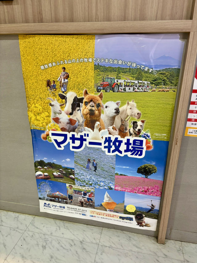 🇯🇵マザー牧場ソフトクリーム