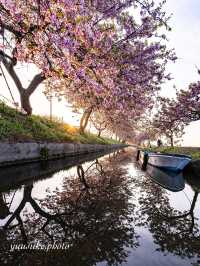 三重の桜の絶景ナンバー1 笠松ロード