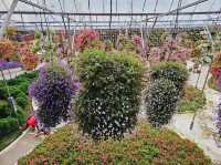 Flowers blooming at Flora Park, Cameron Highlands