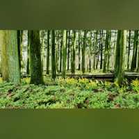 Jeolmul Natural Recreation Forest