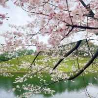 東京賞花地方🌸🌸🌸🌸🌸🌸