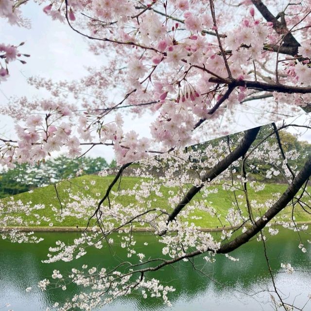 東京賞花地方🌸🌸🌸🌸🌸🌸