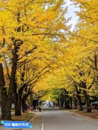 賞銀杏最佳景點：北海道大學銀杏併木大道