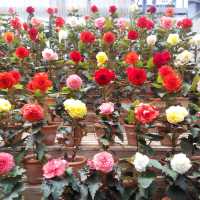 名花之里日式花園