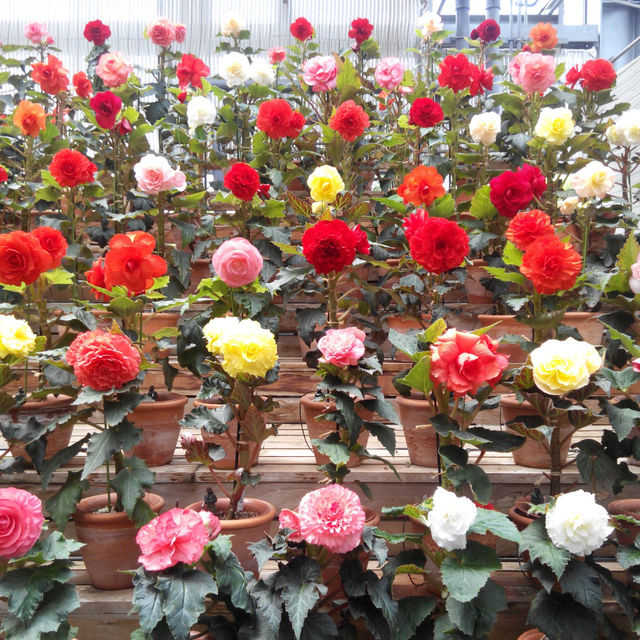 名花之里日式花園