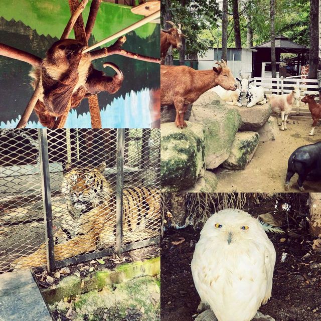 札幌市動物園 🦥🦜🦒🐐😍😍