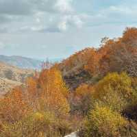 哈達門高原牧場：秋色宜人的自然天堂 🍂🐑