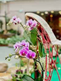 【金鐘】香港公園：期間限定香花展覽