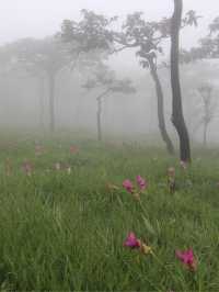 🌷เที่ยวชมทุ่งดอกกระเจียว จ.ชัยภูมิ