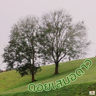Doi Samer Dao 南奔府