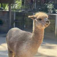 Beautiful Animals in Taronga Zoo!