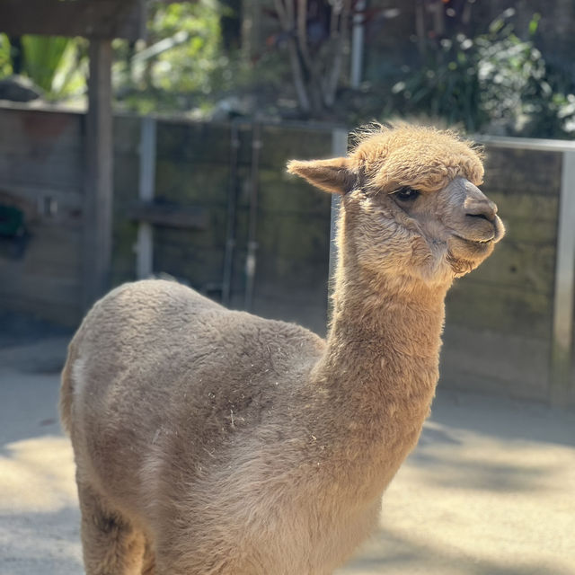 Beautiful Animals in Taronga Zoo!