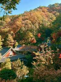 예쁜 빛깔로 물든 🎨 단양 소백산의 가을 정취를 느껴보실 수 있는 ✨가을여행추천 ✨