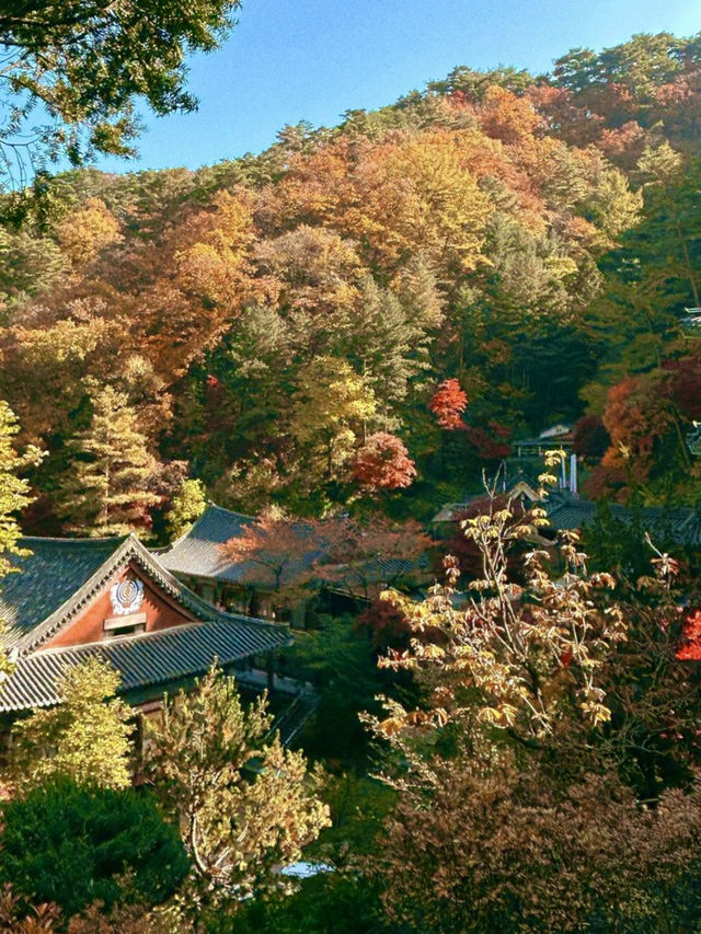 예쁜 빛깔로 물든 🎨 단양 소백산의 가을 정취를 느껴보실 수 있는 ✨가을여행추천 ✨