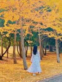 🍂福岡賞花賞銀杏必去的公園！