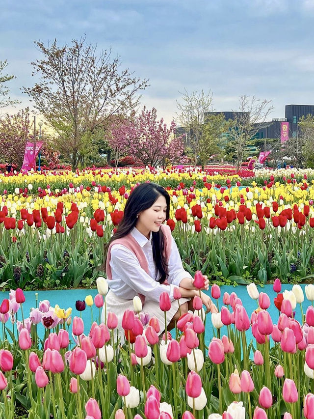 서울근교 네덜란드 튤립투어🌷🇳🇱
