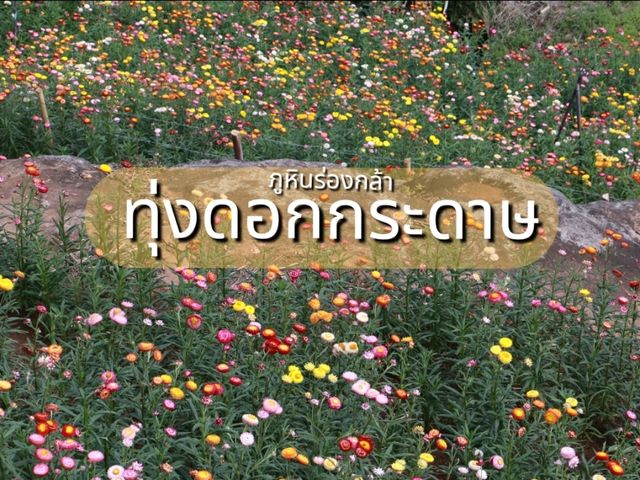 ดอกกระดาษ ภูหินร่องกล้า