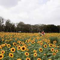 ทุ่งดอกทานตะวันในเมืองกรุง สวนรถไฟจตุจักร🌻