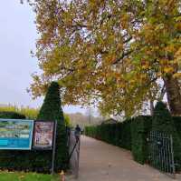 Golden Moments: Autumn in Hyde Park