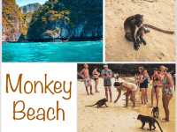 【タイ】泳ぐお猿さんがみれる🐵ピピ島のモンキービーチ🏝️🐒