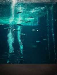景點推薦：大阪海洋館——與海洋生物零距離接觸