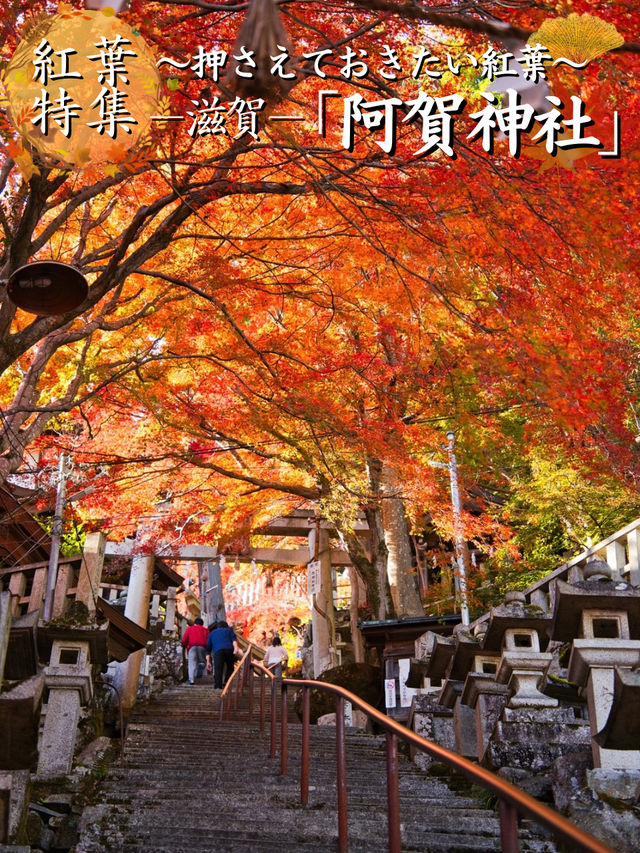 【ここ行って】お守り作り体験も⁉️パワーみなぎる天空の紅葉絶景スポット🍁