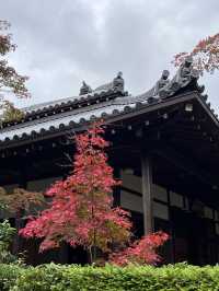 京都嵐山 | 常寂光寺