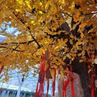 The Hill Changchun ที่นี่มีภูเขา 這有山