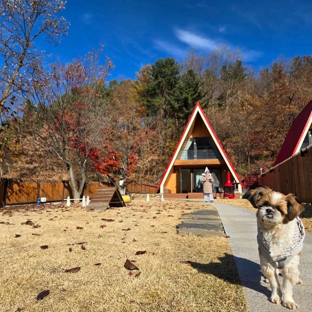 반려견과 하는 여행의 최적의 가평 애견동반 숙소 : 무아레 도그라운드 🐶