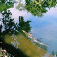 泰國曼谷著名城市綠洲公園景點:倫披尼公園，看野生大蜥蜴，城市湖泊美景，適合拍照打卡親子遊。