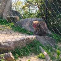 於宇部市常盤動物園探索奇珍異獸