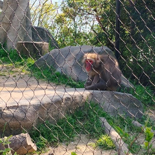 於宇部市常盤動物園探索奇珍異獸