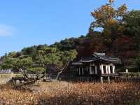 가을🍂🍁에 즐기는 강릉 선교장