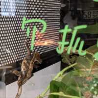 邊喝咖啡、邊抱蛇、邊摸象龜！超有趣的爬蟲友善店：爬寵咖啡
