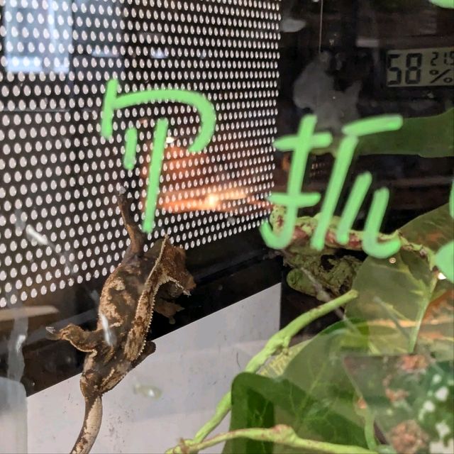 邊喝咖啡、邊抱蛇、邊摸象龜！超有趣的爬蟲友善店：爬寵咖啡