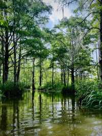 ［紐奧良旅遊］New Orleans Swamp Tour-尋找野生鱷魚🐊