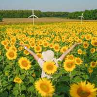 นครสวรรค์ก็มีทุ่งดอกทานตะวันน๊า!! 🌻🌻