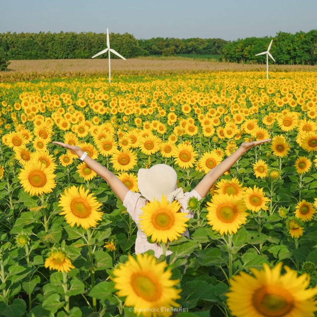 นครสวรรค์ก็มีทุ่งดอกทานตะวันน๊า!! 🌻🌻