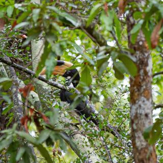 探索斯里蘭卡的野生天堂：Wilpattu National Park 
