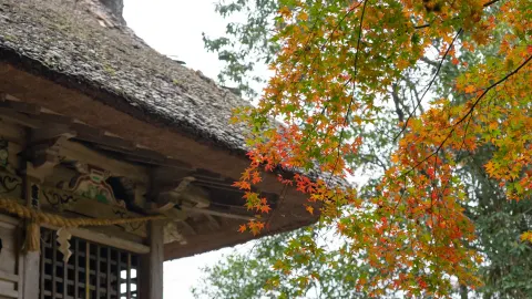 이와야 신사 📍 후쿠오카 — traveler post in 도호 촌