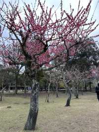 🇯🇵春日獨遊奈良賞櫻🌸