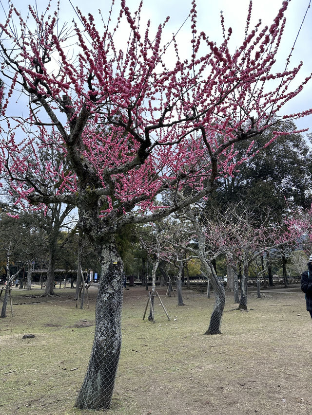 🇯🇵春日獨遊奈良賞櫻🌸