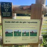 Relaxing in Roskilde-Copenhegen