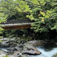 Walking Into the Mystical Forests of Yakushima !
