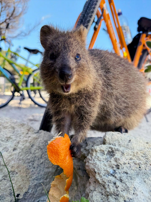 Exploring Perth: Stunning Views, Vibrant Culture, and Coastal Beauty