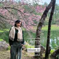 When Cherry blossom bloom in Thailand?