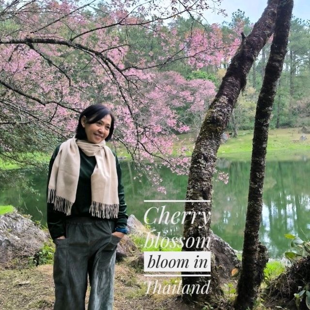 When Cherry blossom bloom in Thailand?