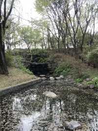 Seoul forest ช่วงฤดูใบไม้ผลิ