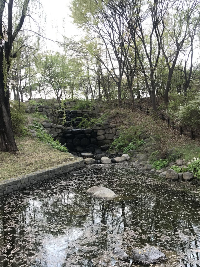 Seoul forest ช่วงฤดูใบไม้ผลิ